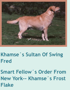 Khamse´s Sultan Of Swing   Fred Smart Fellow´s Order From New York-- Khamse´s Frost Flake