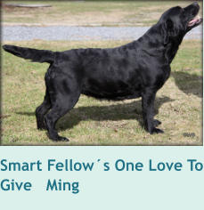 Smart Fellow´s One Love To Give   Ming