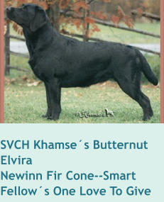 SVCH Khamse´s Butternut   ElviraNewinn Fir Cone--Smart Fellow´s One Love To Give